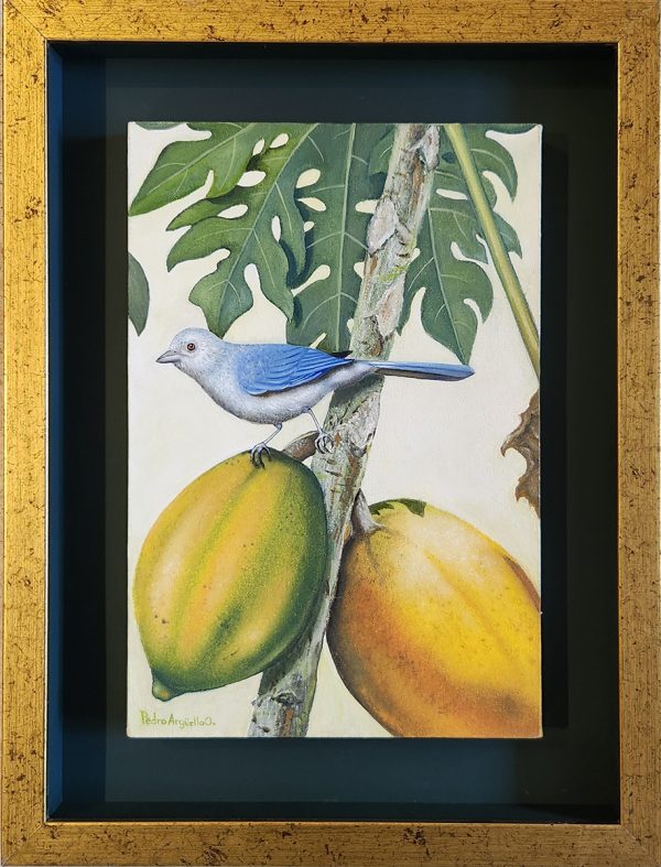 SERIE DE LOS PAJAROS (ARGUELLO)